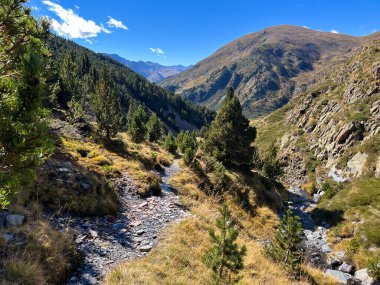 Porte Puymorens 'de güneşli bir günde çam ağaçları ve dereyle kaplı bir vadiden geçen dağ yolu.