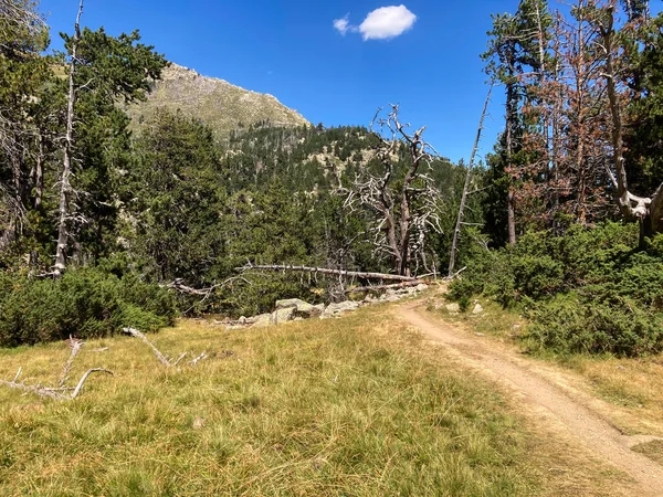 Mavi gökyüzünün altında yeşil ve kuru çimenler olan bir dağlık ormandan geçen toprak yol.