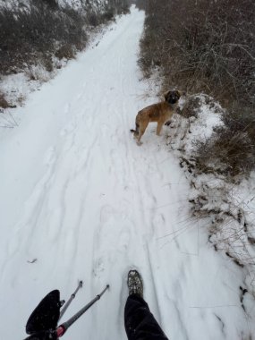 Yürüyüş direkleri ve karlı dağ yolunu keşfeden köpeklerle yürüyen kişi.