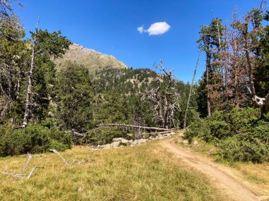 Pireneler ve Orientales dağ ormanlarına giden dolambaçlı bir yol.