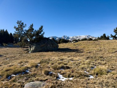 Kuru bir çayırda kar ve uzak dağlarla duran büyük bir kaya ve çam ağacı.