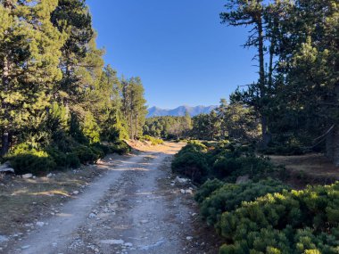 Temiz bir gökyüzünün altındaki uzak dağlarla kozalaklı bir araziye uzanan kirli bir yol.