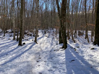 Uzun ağaç gölgeleriyle çıplak bir kış ormanında kıvrılan karlı bir yol.