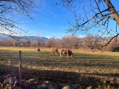 İnekler, açık mavi gökyüzünün altında ağaçlarla ve karlı dağlarla otlayan yeşil otlaklar.
