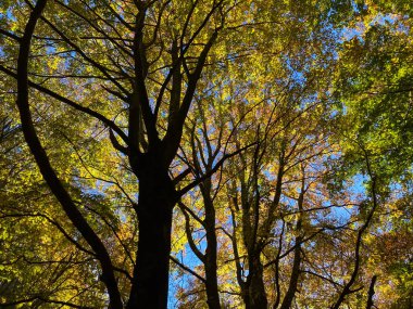 İspanya 'nın Katalonya kentindeki bir ormanda açık mavi gökyüzüne karşı canlı renkler sergileyen sonbahar yaprakları