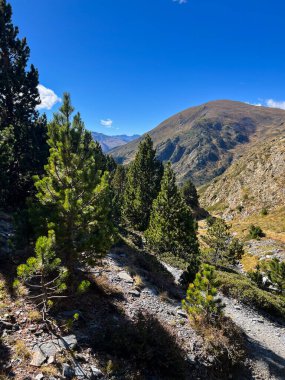 Pirenes Orientales 'deki kayalık yürüyüş yolu boyunca çam ağaçları büyüyor.