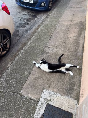 Olot, İspanya; 18 Mart 2024: Smokin kedinin beton kaldırıma uzanıp dinlenmesi