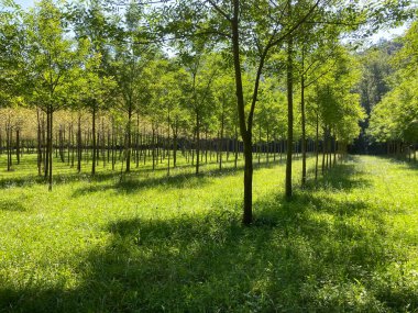 Katalonya, İspanya 'da yeşil yapraklı genç ağaçlar yemyeşil bir alanda büyüyor.