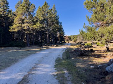 Berrak bir gökyüzünün altındaki yoğun bir çam ormanının içinden geçen sakin ormanlık yol.