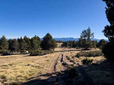 Toprak izi, açık mavi gökyüzünün altındaki çam ağaçlarıyla yüksek rakımlı çayırlarda yol gösteriyor.
