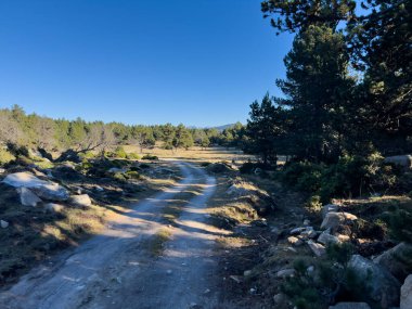 Güneşli bir günde Fransa 'nın doğusundaki Pireneler' de bir çam ormanına giden toprak yolu.
