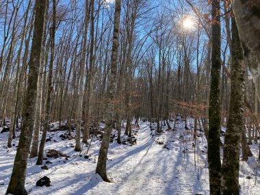 Çorak ağaçlar karla kaplı bir ormanda duruyor, güneş dalların arasından parlıyor uzun gölgeler yaratıyor.