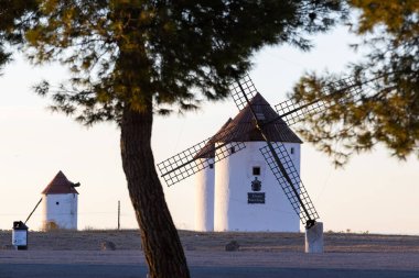 Bir ağaç tarafından çerçevelenmiş bir tepede duran yel değirmenleri, İspanyol mirasını ve kırsal manzarayı gözler önüne seriyor.