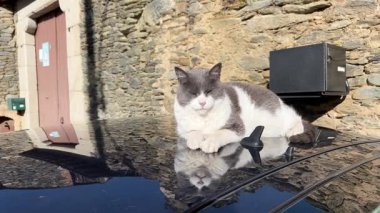 Kırsal bir köyde, siyah bir arabanın parlak çatısında uyuyan sevimli iki renkli kedi.