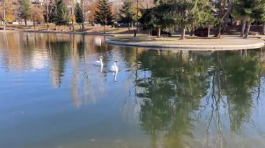İki beyaz kuğunun Osetya 'daki ağaç yansımalarıyla sakin bir gölde birlikte yüzüşünün güzel manzarası.