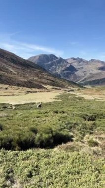 Fransa 'nın Porte Puymorens şehrinde güneşli bir günde geniş bir dağ vadisinde giden SUV araçları