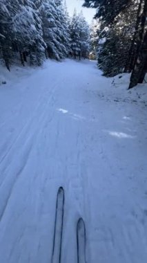 Fransız Pireneleri 'nde karlı bir ormanda kayak yaparken görülen ilk kişi.