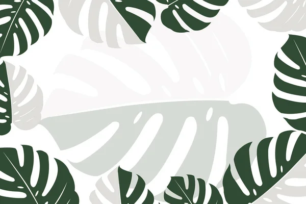 Тропические Пальмовые Листья Монстера — стоковое фото