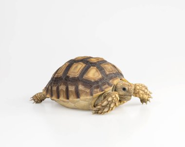 Beyaz arka planda Afrika kaplumbağa türleri (Centrochelys sulcata) izole edilmiştir. kırpma yolları ile.