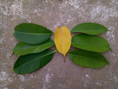 Yapraklar böyle adamları ayarlar.