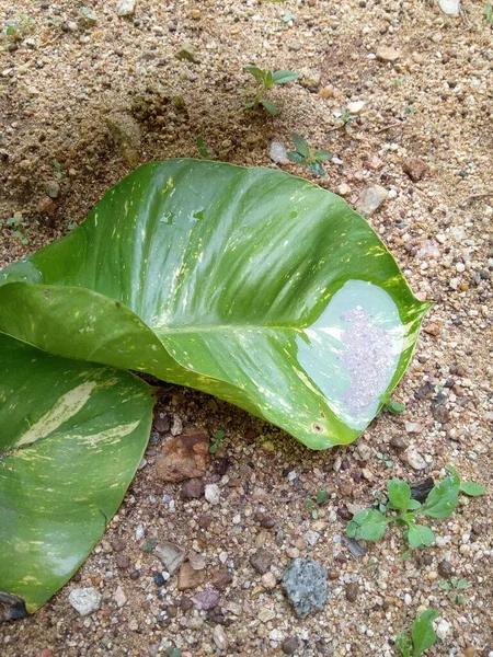 Büyük yaprağın üzerinde su