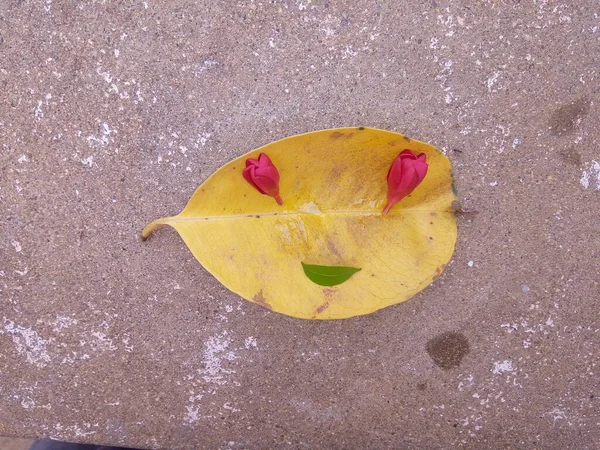 Arrangemang Blommor Och Blad Eller Natur Leende Koncept — Stockfoto