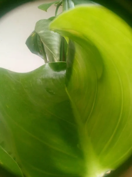 Bahçedeki bitkinin üzerinde kırmızı yaprak evrimi