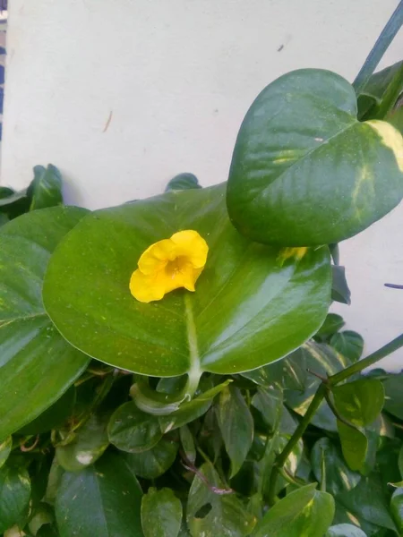 Büyük yeşil yaprağın üzerinde sarı çiçekler