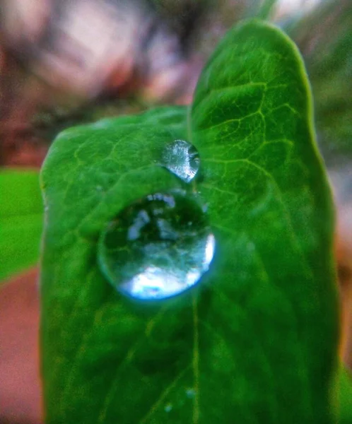 정원의 잎에는 커다란 물방울이 떨어진다 — 스톡 사진