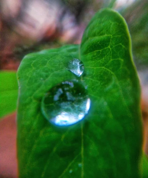 Grandes Gouttes Eau Sur Feuille Jardin — Photo