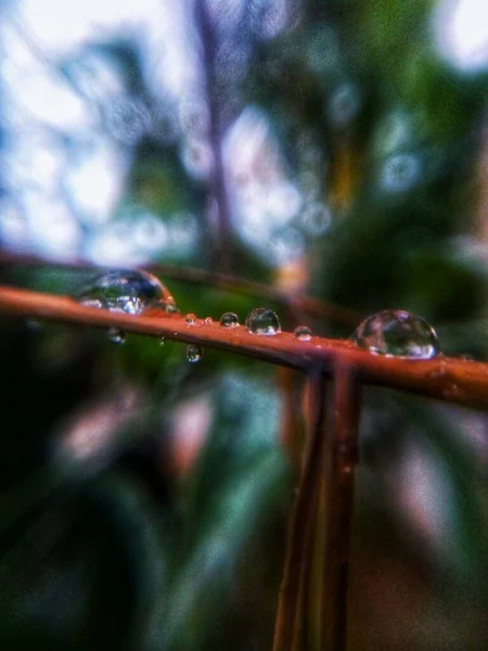 Gotas Água Pau Madeira — Fotografia de Stock