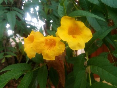 Bahçede parlayan çiçekler