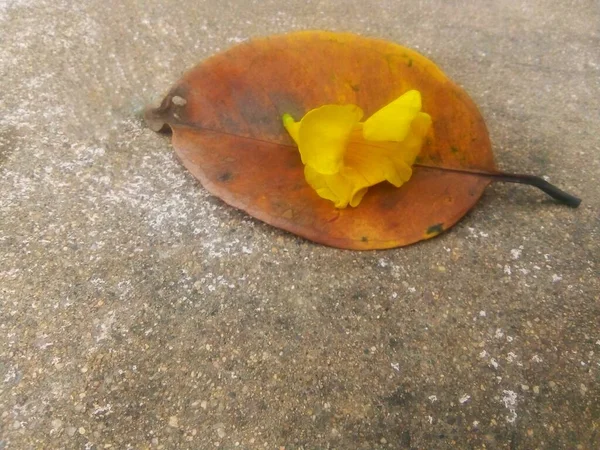 Kuru Yaprak ve Çiçekler Renkli