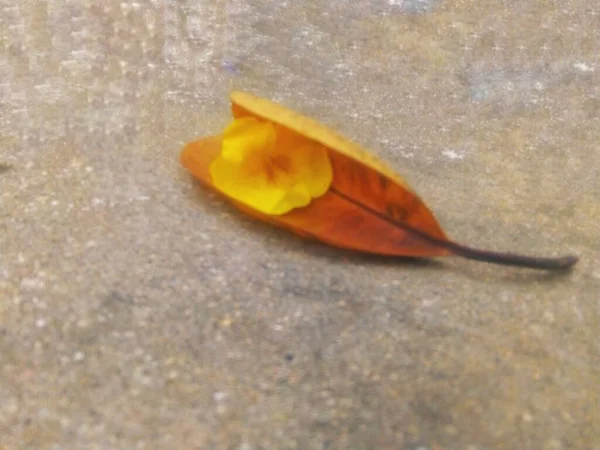 Bahçede kuru yaprak