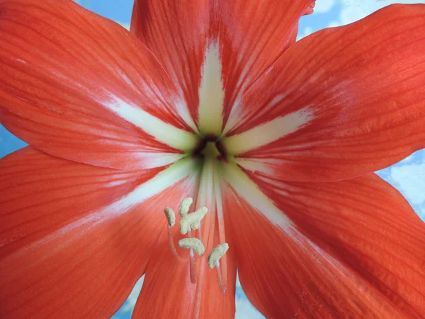 Red gippeastrum flower closeup. — Stock Photo, Image