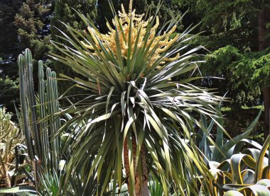 Partenit Kırım parkta Blooming palmiye ağacı.