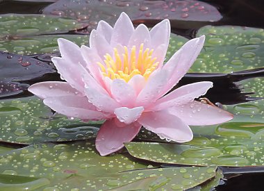 pembe lily çiçek.