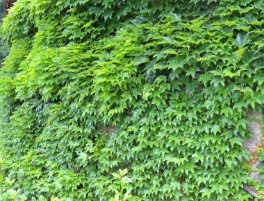 Sarmaşık yeşili duvar arkaplanı.