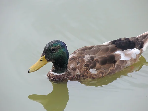 Waterfowl duck. — Stock Photo, Image