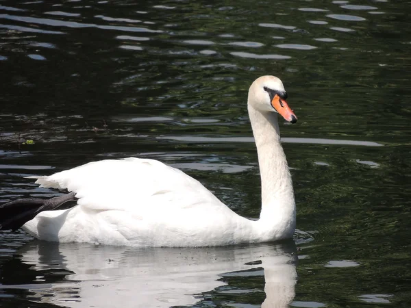 White Swan floating on the lake. — Stock Photo, Image
