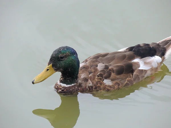 Pato de aves aquáticas . — Fotografia de Stock