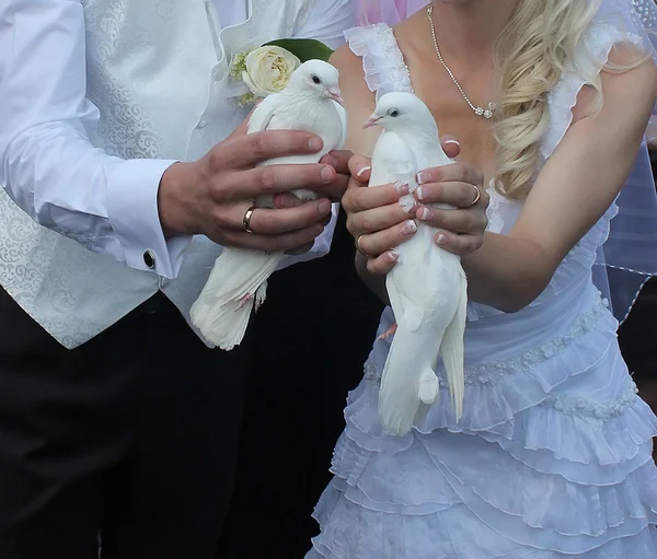 Casamento a noiva e o noivo com pombos. — Fotografia de Stock