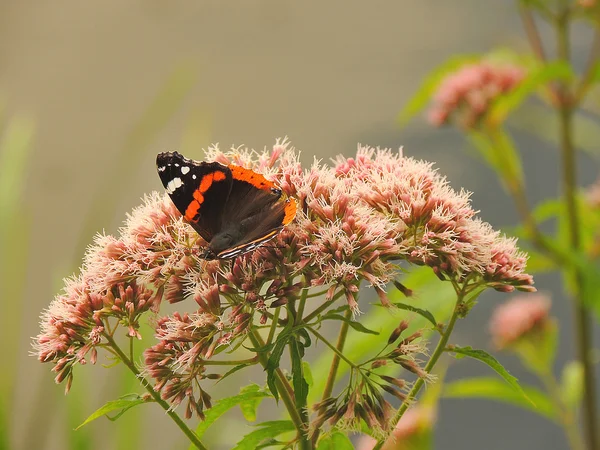 Amiral Butterfly assis sur une fleur. — Photo