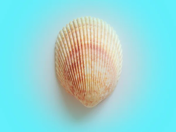 Sea shell. — Stock Photo, Image