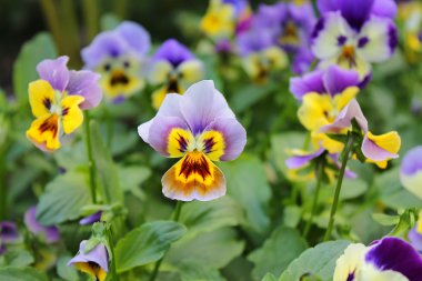 Bahçe menekşeleri arka planı.