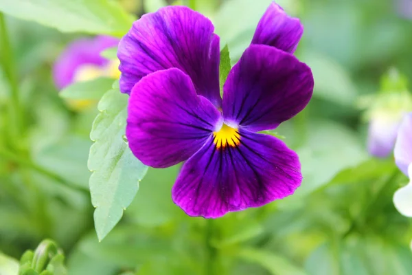 Bright purple violet. — Stock Photo, Image