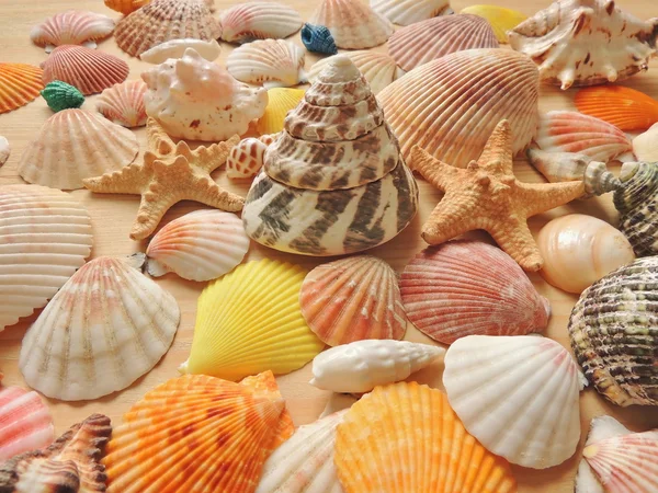 Helder gekleurde zee shell achtergrond. — Stockfoto