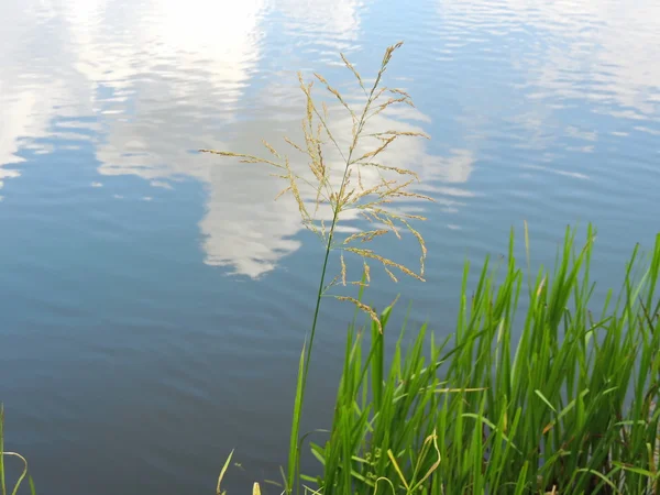 Blade of grass on river background. — Stock Photo, Image