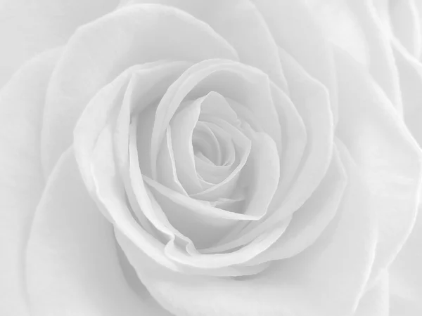 Light gray rose closeup poster. — Stock Photo, Image