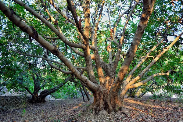 Keçiboynuzu ağacı dalları — Stok fotoğraf